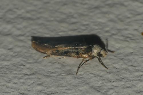 Réf. 303 930 : Endrosis sarcitrella